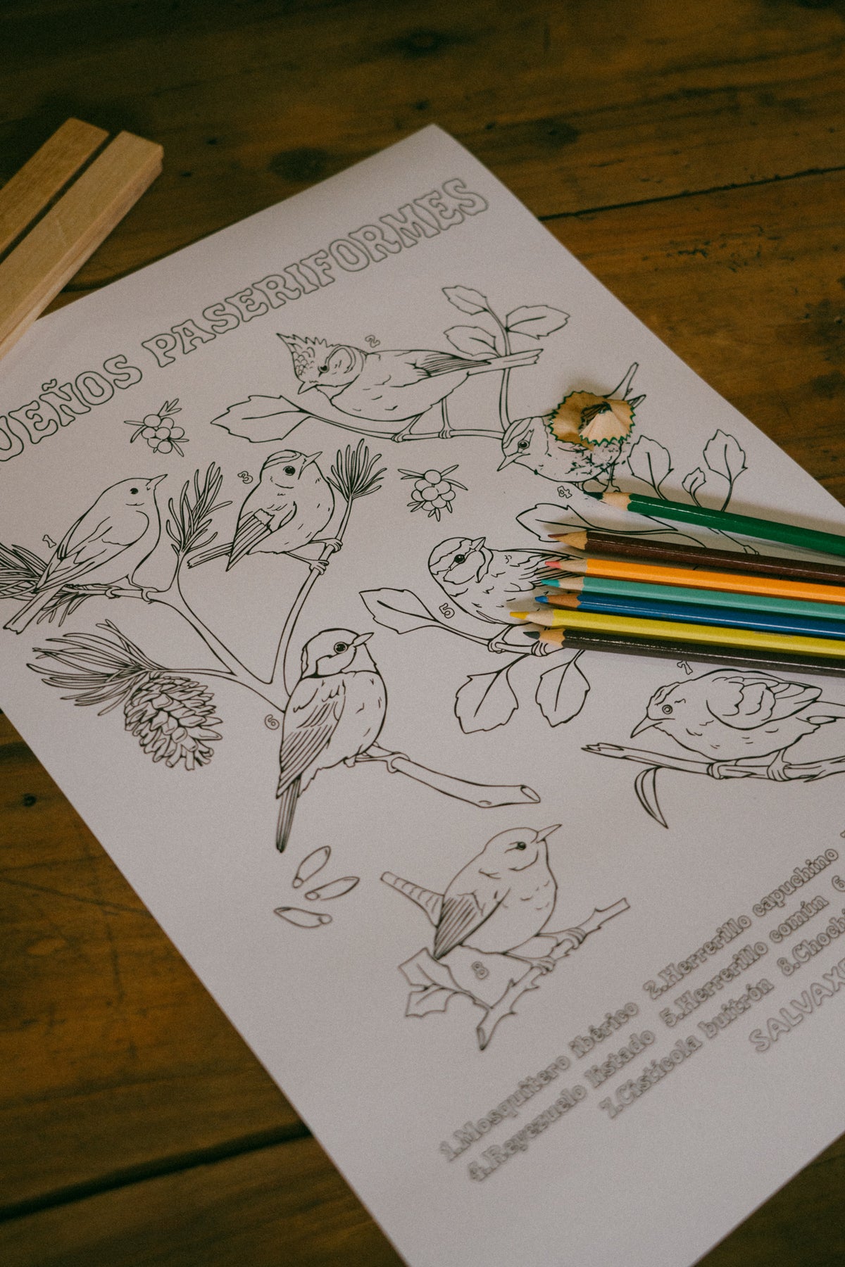 Póster para colorear pequeños paseriformes